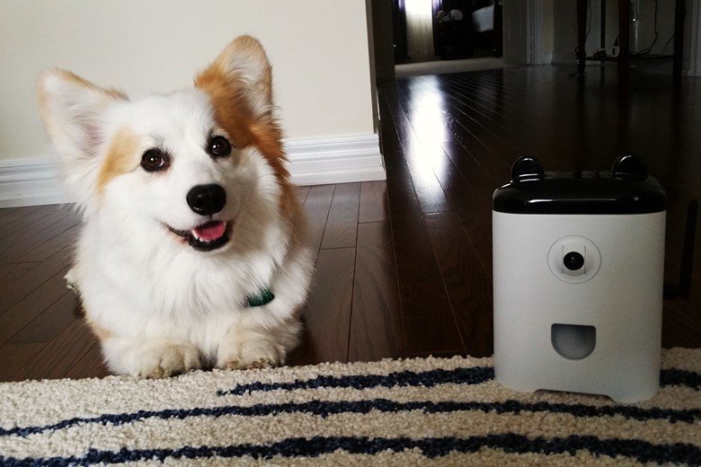 Our pet invention design firm's client, PetBot.